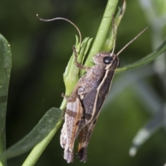 Phaulacridium vittatum (Wingless Grasshopper) at Higgins, ACT - 14 Feb 2019 by AlisonMilton