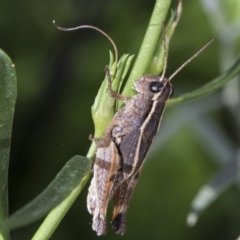 Phaulacridium vittatum (Wingless Grasshopper) at Higgins, ACT - 15 Feb 2019 by AlisonMilton