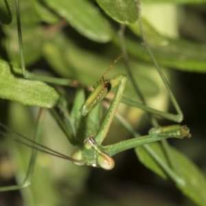 Pseudomantis albofimbriata at Higgins, ACT - 15 Feb 2019