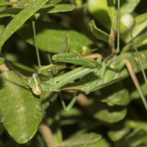 Pseudomantis albofimbriata at Higgins, ACT - 15 Feb 2019