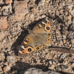 Junonia villida (Meadow Argus) at Latham, ACT - 14 Feb 2019 by Alison Milton