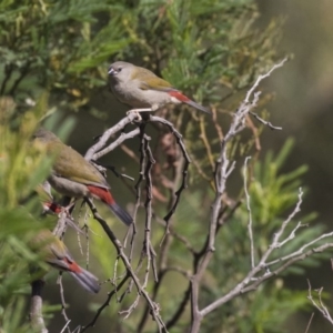 Neochmia temporalis at Latham, ACT - 15 Feb 2019