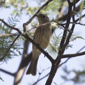 Pachycephala rufiventris at Latham, ACT - 15 Feb 2019 09:23 AM