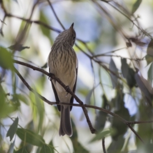 Pachycephala rufiventris at Latham, ACT - 15 Feb 2019 09:23 AM