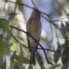 Pachycephala rufiventris at Latham, ACT - 15 Feb 2019 09:23 AM