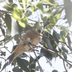 Pachycephala rufiventris at Latham, ACT - 15 Feb 2019 09:23 AM