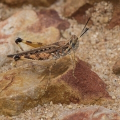 Urnisa guttulosa (Common Urnisa) at Hackett, ACT - 8 Feb 2019 by Alison Milton