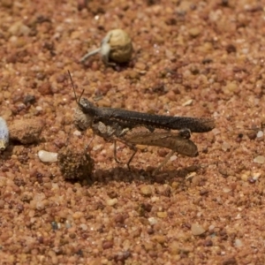 Pycnostictus seriatus at ANBG - 8 Feb 2019 12:48 PM