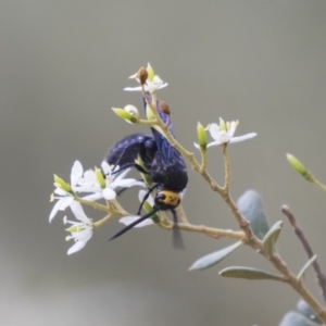 Scolia (Discolia) verticalis at Hawker, ACT - 23 Jan 2019