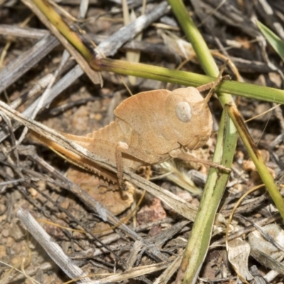 Goniaea australasiae (Gumleaf grasshopper) at Dunlop, ACT - 13 Feb 2019 by Alison Milton