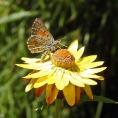 Lucia limbaria at Acton, ACT - 15 Feb 2019 01:44 PM