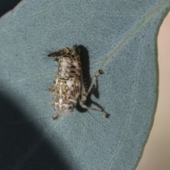 Cicadellidae (family) at Dunlop, ACT - 13 Feb 2019