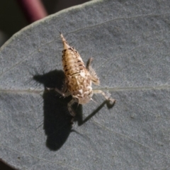 Cicadellidae (family) at Dunlop, ACT - 13 Feb 2019