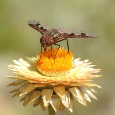 Balaana sp. (genus) (Bee Fly) at Acton, ACT - 15 Feb 2019 by RodDeb