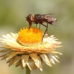 Balaana sp. (genus) at Acton, ACT - 15 Feb 2019 11:03 AM