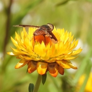 Balaana sp. (genus) at Acton, ACT - 15 Feb 2019 11:03 AM