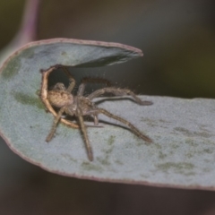 Sparassidae (family) (A Huntsman Spider) at Dunlop, ACT - 13 Feb 2019 by Alison Milton