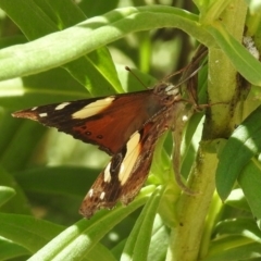 Vanessa itea at Acton, ACT - 15 Feb 2019 11:02 AM