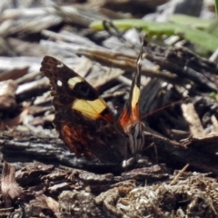 Vanessa itea at Acton, ACT - 15 Feb 2019 11:02 AM