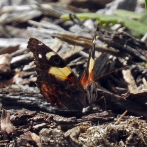 Vanessa itea at Acton, ACT - 15 Feb 2019 11:02 AM