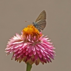 Nacaduba biocellata at Acton, ACT - 15 Feb 2019 11:18 AM