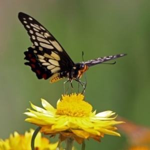 Papilio anactus at Acton, ACT - 15 Feb 2019