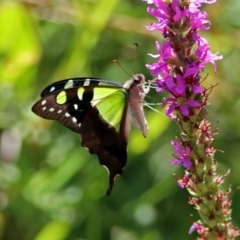 Graphium macleayanum (Macleay's Swallowtail) at Acton, ACT - 15 Feb 2019 by RodDeb