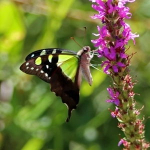 Graphium macleayanum at Acton, ACT - 15 Feb 2019