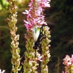 Graphium macleayanum at Acton, ACT - 15 Feb 2019