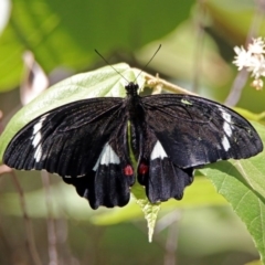 Papilio aegeus (Orchard Swallowtail, Large Citrus Butterfly) at Acton, ACT - 15 Feb 2019 by RodDeb