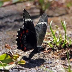 Papilio aegeus at Acton, ACT - 15 Feb 2019 12:05 PM