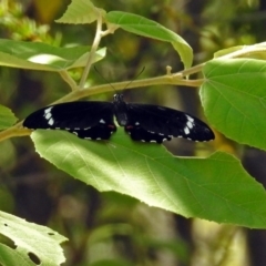 Papilio aegeus at Acton, ACT - 15 Feb 2019 12:05 PM