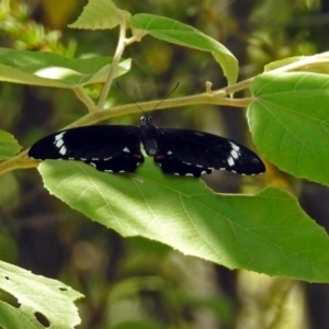 Papilio aegeus at Acton, ACT - 15 Feb 2019 12:05 PM