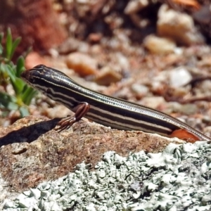 Ctenotus taeniolatus at Acton, ACT - 15 Feb 2019