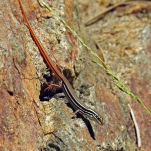 Ctenotus taeniolatus at Acton, ACT - 15 Feb 2019