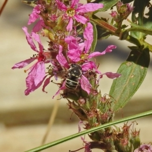 Pseudoanthidium (Immanthidium) repetitum at Acton, ACT - 15 Feb 2019