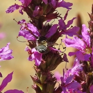 Pseudoanthidium (Immanthidium) repetitum at Acton, ACT - 15 Feb 2019