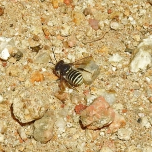 Pseudoanthidium (Immanthidium) repetitum at Acton, ACT - 15 Feb 2019 12:39 PM