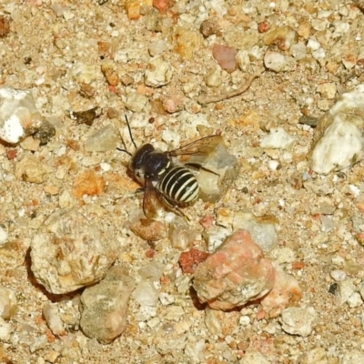 Pseudoanthidium (Immanthidium) repetitum (African carder bee) at Acton, ACT - 15 Feb 2019 by RodDeb