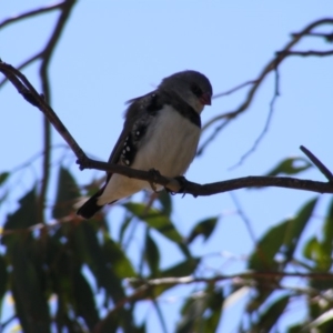 Stagonopleura guttata at Michelago, NSW - suppressed