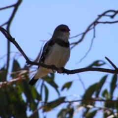 Stagonopleura guttata at Michelago, NSW - suppressed