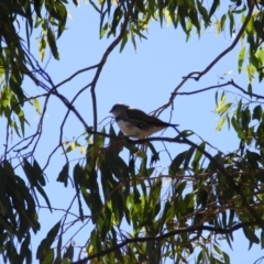 Stagonopleura guttata at Michelago, NSW - suppressed
