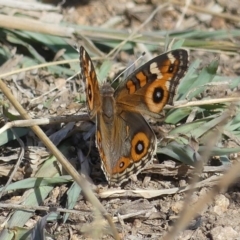 Junonia villida (Meadow Argus) at Kambah, ACT - 15 Feb 2019 by SandraH