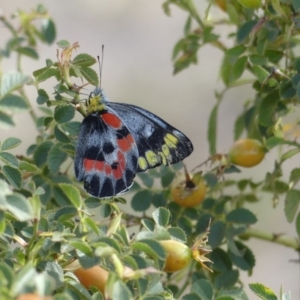 Delias harpalyce at Tuggeranong DC, ACT - 15 Feb 2019 12:00 AM