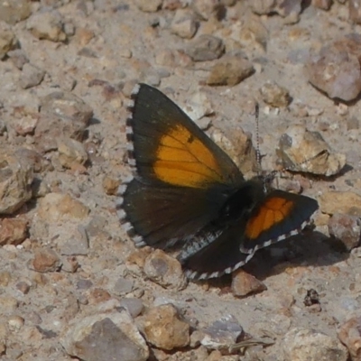 Lucia limbaria (Chequered Copper) at Tuggeranong DC, ACT - 15 Feb 2019 by SandraH