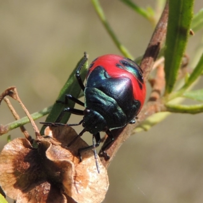 Choerocoris paganus (Ground shield bug) at Conder, ACT - 12 Jan 2019 by michaelb