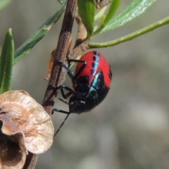 Choerocoris paganus at Conder, ACT - 12 Jan 2019