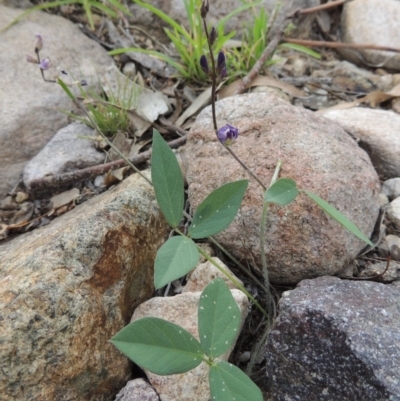 Glycine tabacina (Variable Glycine) at Rob Roy Range - 12 Jan 2019 by MichaelBedingfield