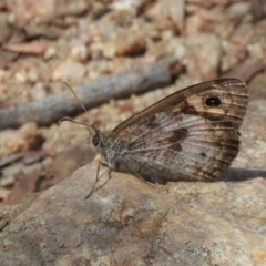 Geitoneura klugii (Marbled Xenica) at Point 4999 - 15 Feb 2019 by Christine