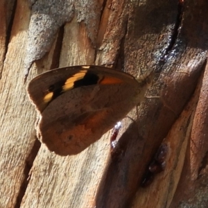 Heteronympha merope at Hackett, ACT - 15 Feb 2019 03:28 PM